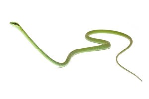 Hapsidophrys smaragdina